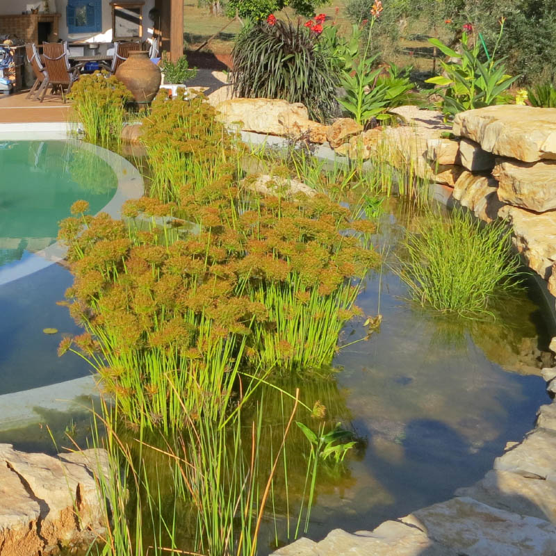 pond03